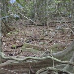 Look very closely to see the pademelon.